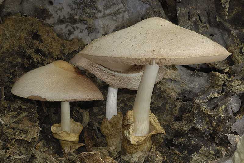 Вольвариелла шелковистая: как выглядит, где растет, правила сбора. Вкусовые качества гриба, можно ли употреблять его в пищу.
