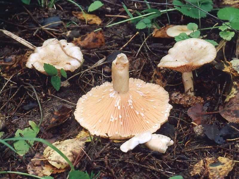 Описание грибов песочников и как они выглядят (+26 фото)?
