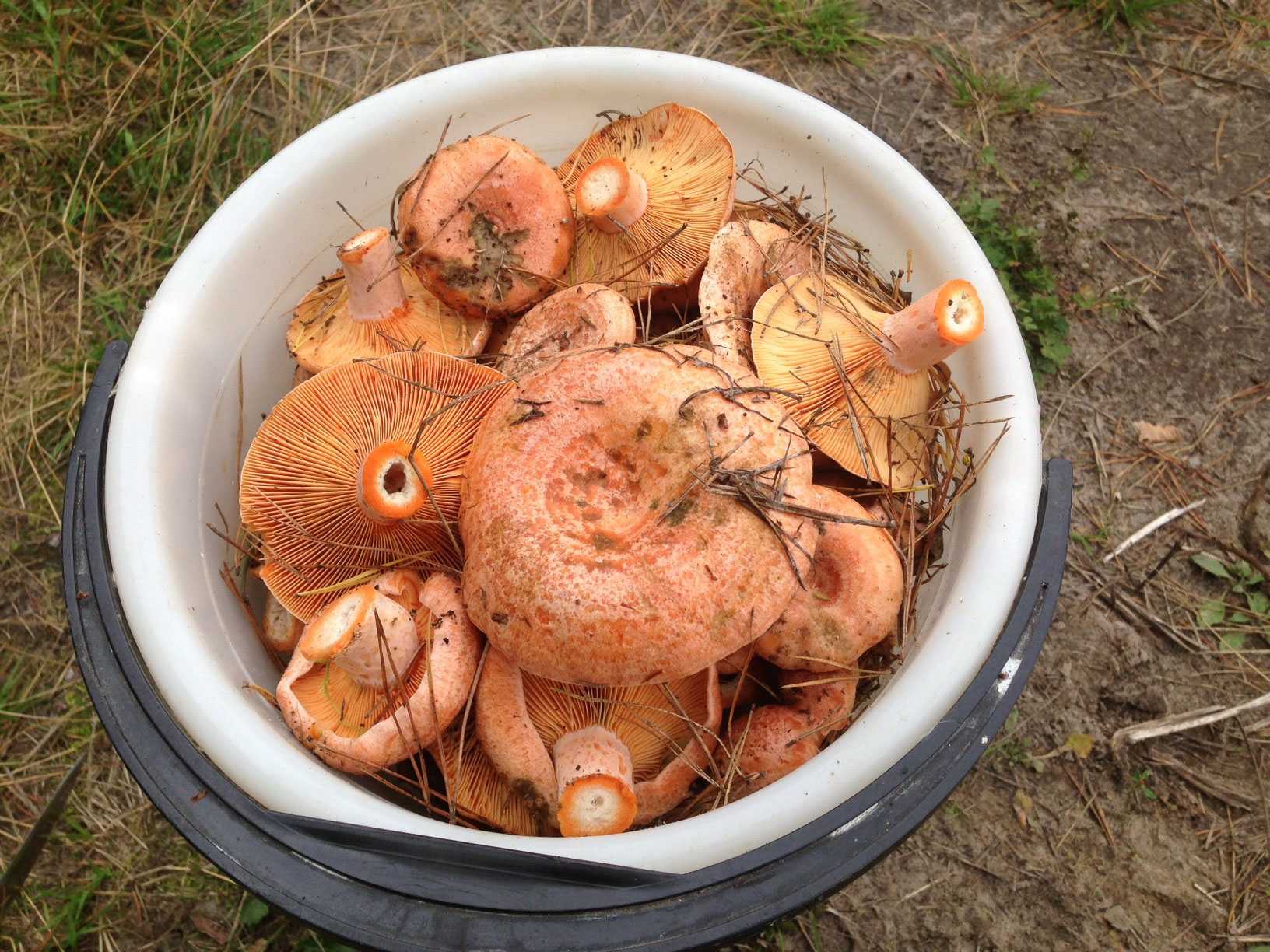Как чистить грибы рыжики: рекомендации по подготовке собранного урожая. Методы очистки грибов. Как правильно мыть рыжики перед засолкой и приготовлением других блюд.