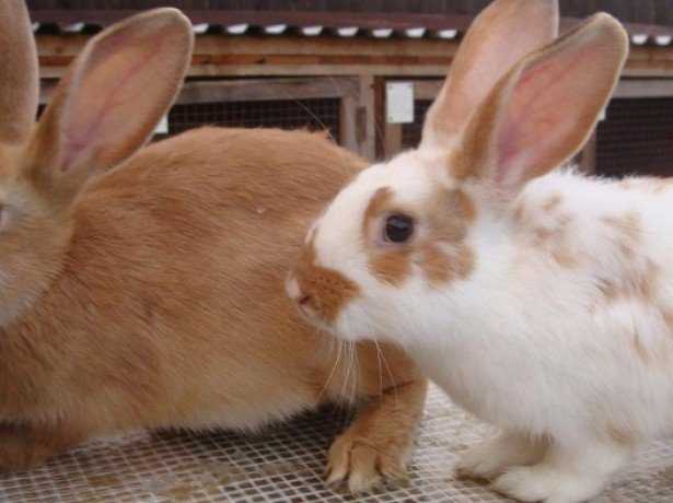 Кролики фландр: разведение и содержание в домашних условиях