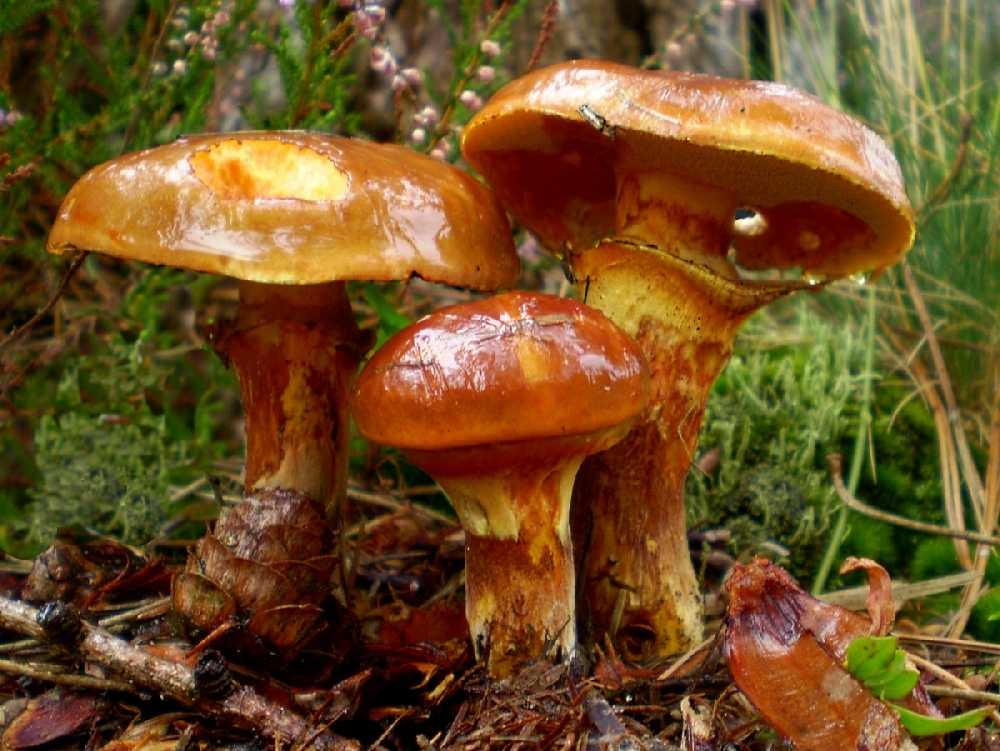 Маслёнок - описание, виды, фото съедобного гриба с маслянистой шляпкой