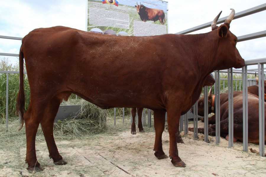 Характеристики бычков калмыцкой породы