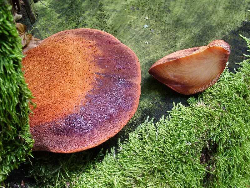 Полезные и вредные свойства грибов