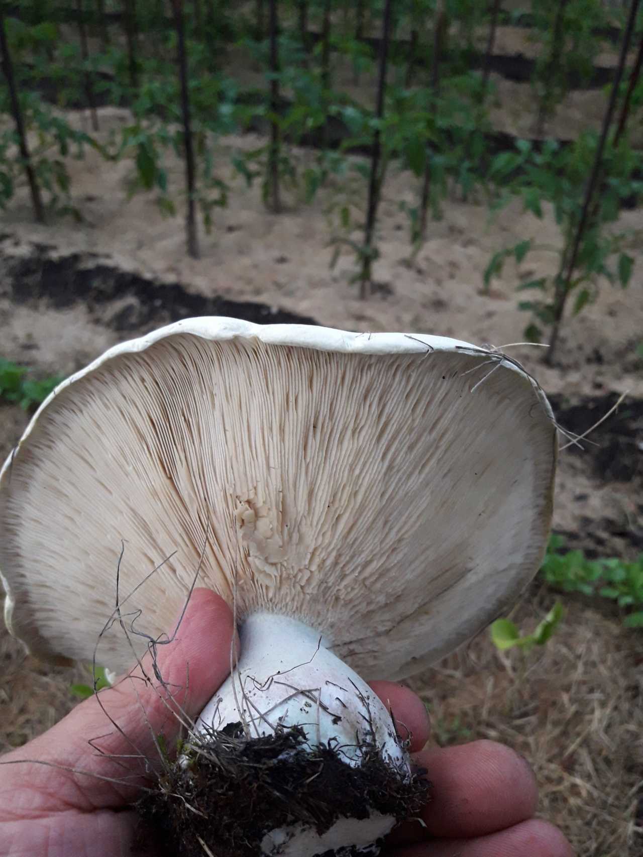 Ложная свинушка: руководство по определению грибов с фото и описанием