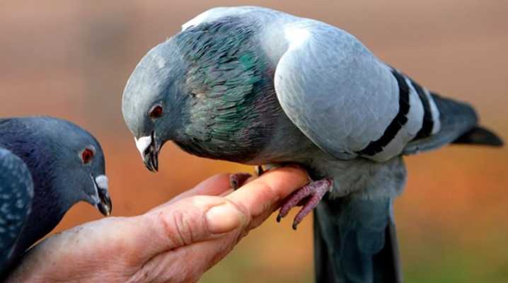 Узбекские бойные голуби фото породы описание