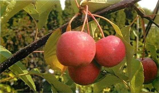 Яблоня недзвецкого – описание, сорта, особенности посадки и ухода за культурой