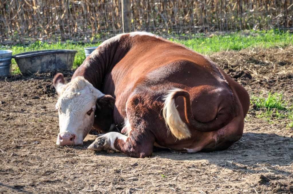 Как поднять корову после залеживания без лебедки: симптомы и лечение