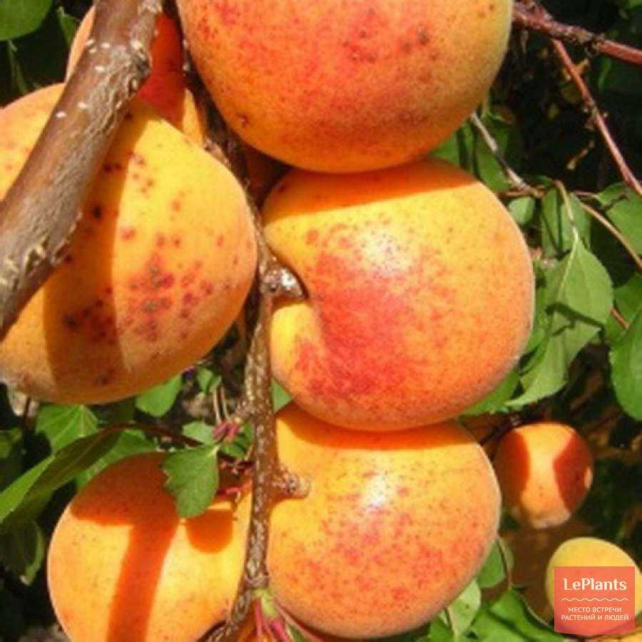 Описание сорта абрикосов россиянин, характеристики плодоношения и ухода