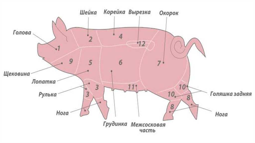 Разделка свиной туши: схема разруба и описание частей