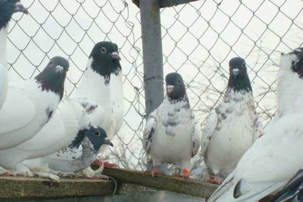 Породы голубей с фотографиями и названиями: описание и видео