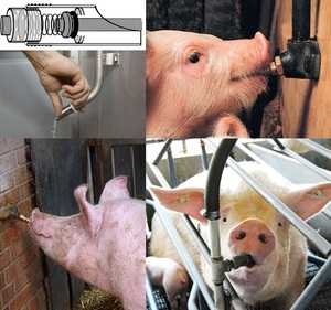 Поилки для свиней: как сделать и установить своими руками, виды поилок, пошаговая инструкция изготовления, фото, видео