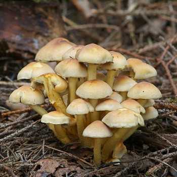 Как отличить грибы рядовки съедобные от ядовитых? виды грибов рядовок: фото с названиями, описание