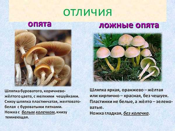 Отравление ядовитыми грибами: самые опасные виды