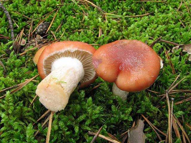 Мокруха пурпуровая — описание свойств елового гриба, его фото