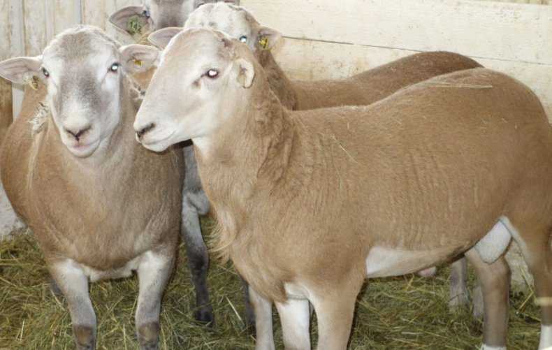Катунская порода овец которых не надо стричь: описание и характеристика