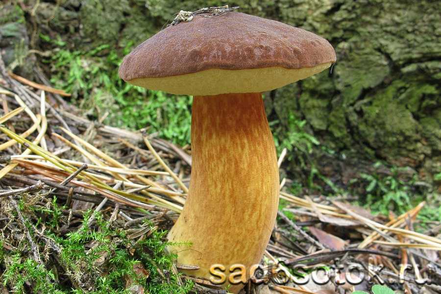 Ложные моховики: виды, как отличить от съедобных грибов?