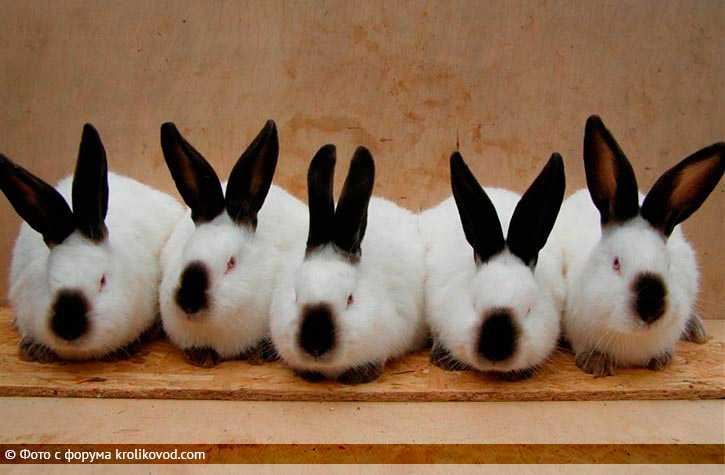 Декоративные кролики: фото животного, породы, виды уход, питание и содержание в домашних условиях