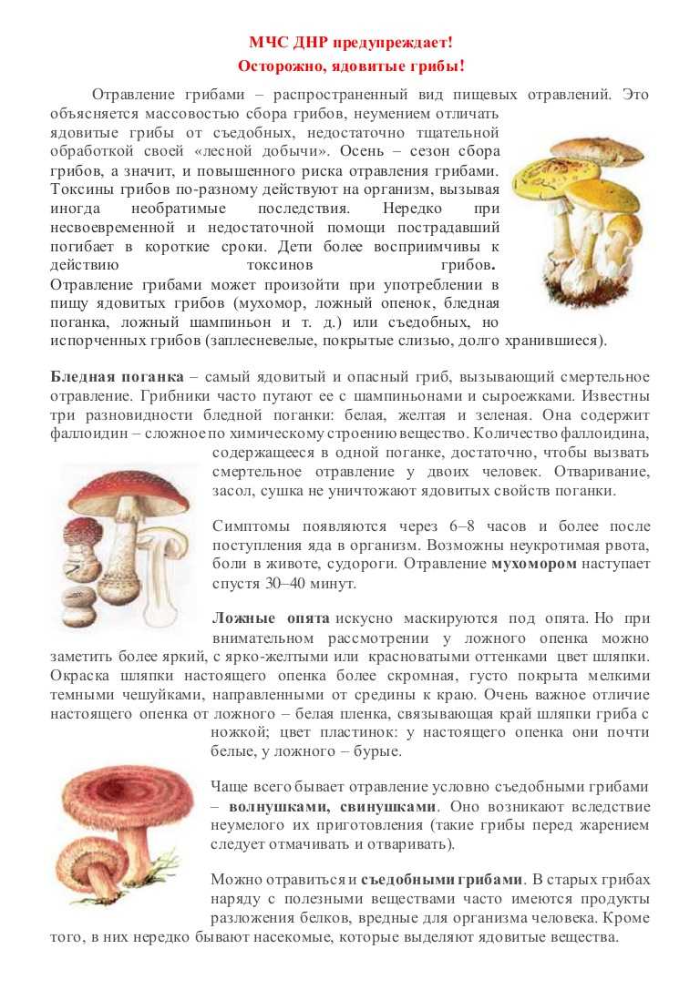 Сатанинский гриб: насколько он действительно опасен