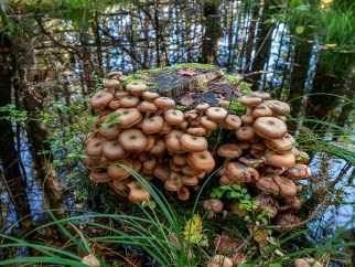 Зимние опята (flammulina velutipes): где растут, когда собирать съедобные, как выглядит ложный гриб