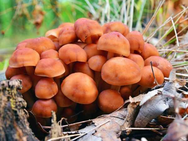 Коллибия подснежная (гимнопус весенний, collybianivalis): как выглядят грибы, где и как растут, съедобны или нет
