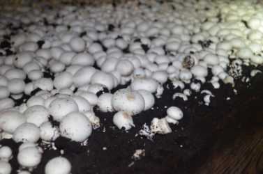 Выращивание шампиньонов на даче — как правильно посадить грибы в открытый грунт?