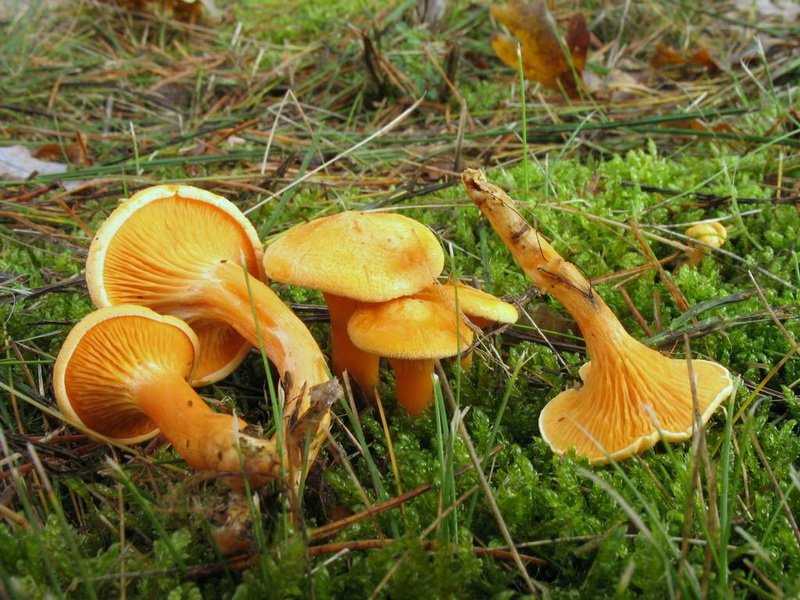Съедобные и несъедобные грибы говорушки и их описание (+39 фото)