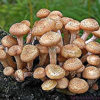 Как быстро растет гриб? когда начинают расти грибы? сколько растет белый гриб