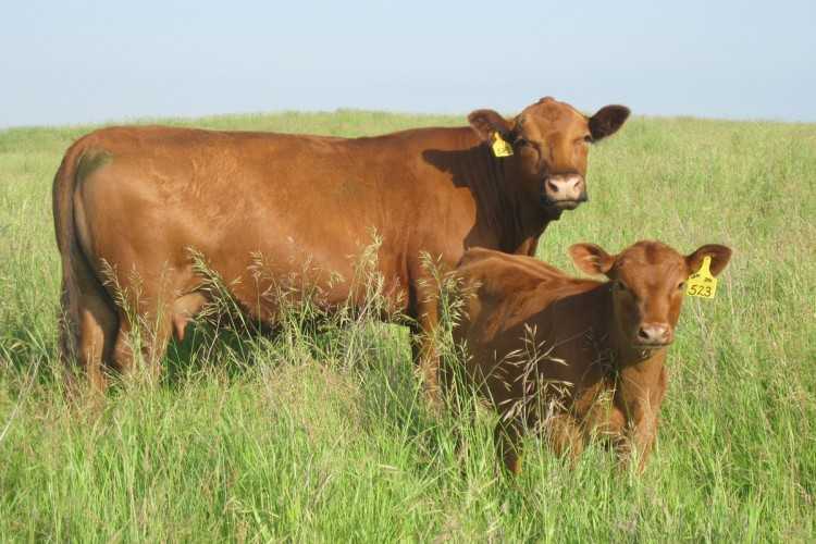 Молочные породы коров — 7 популярных видов для россии