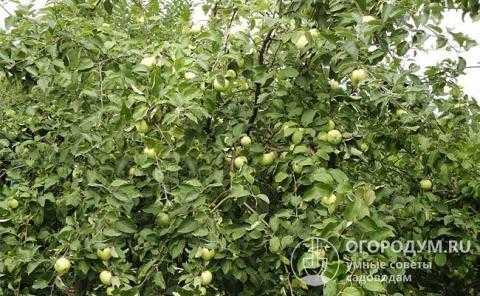 Яблоня богатырь - особенности выращивания популярного сорта