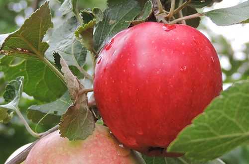 Яблоня пепин шафранный: описание и характеристики сорта, посадка и уход, сбор урожая