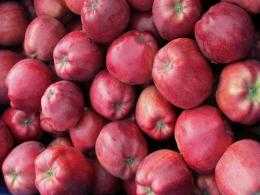 Сорт яблок розовый жемчуг: описание, особенности выращивания