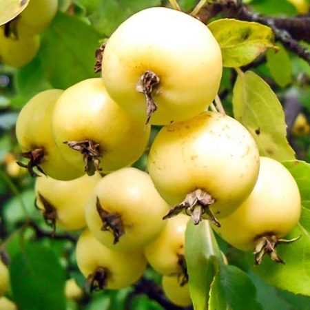 Описание сорта яблони Алеся: фото яблок, важные характеристики, урожайность с дерева