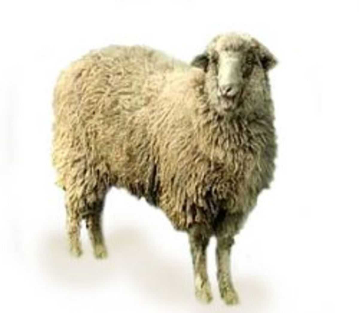 Куйбышевская порода овец: характеристика и описание