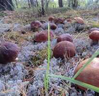 Гриб сморчок – самый весенний из всех грибов