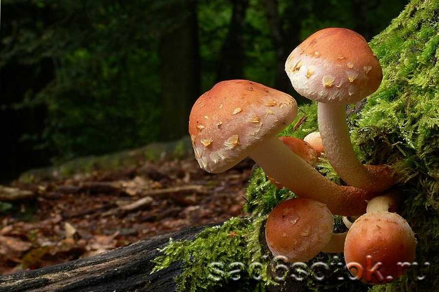 Особенности гриба опенок кирпично-красный