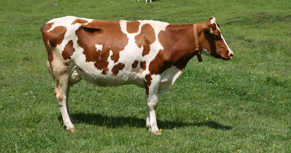Симментальская корова — характеристика, отзывы, плюсы и минусы, условия содержания и рацион. | cельхозпортал