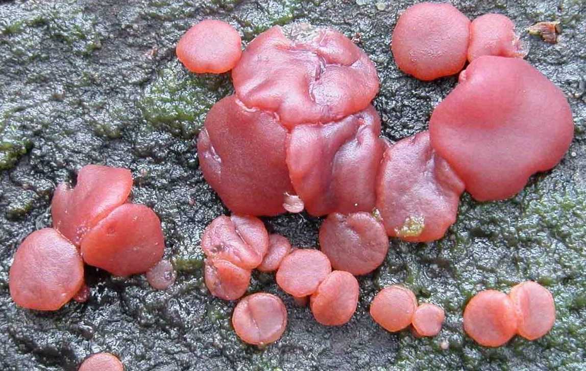 Какие грибы растут на тополе. где растёт и как выглядит гриб рядовка тополёвая