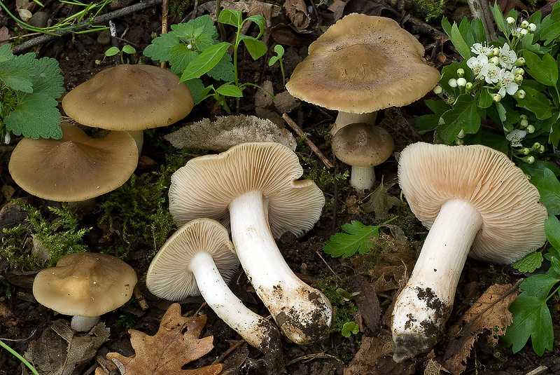 Энтолома сепиум или светло-коричневая, описание. В каких местах и в какую пору можно встретить эти грибы. Насколько съедобны. Сходства с двойниками.