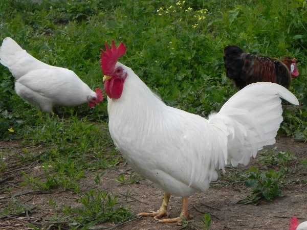 Леггорн порода кур – описание, фото и видео