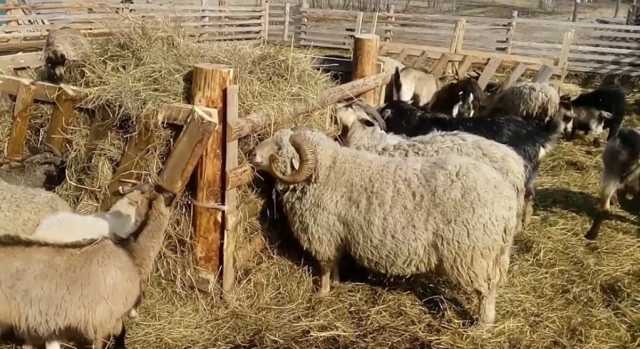 Овцеводство: разведение овец в домашних условиях для начинающих — finfex.ru