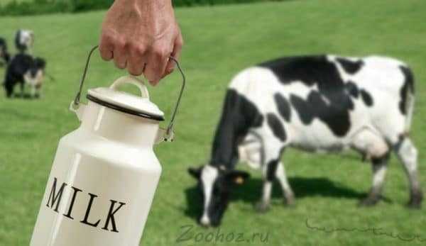 Почему у коровы горчит молоко: причины и решение
почему у коровы горчит молоко: причины и решение