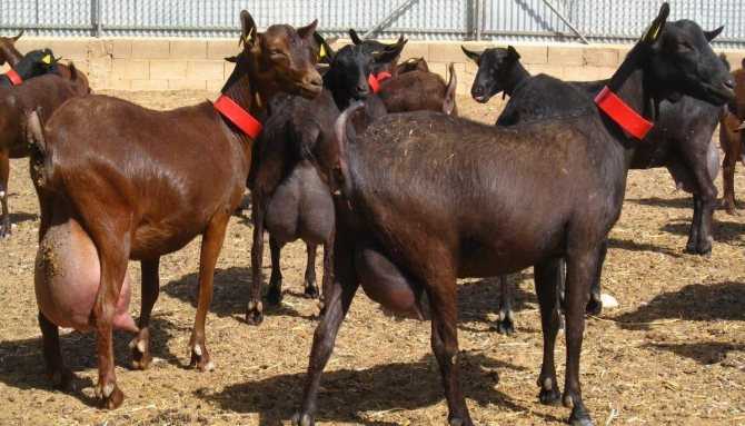 Придонская коза: описание породы, характеристики, внешний вид, продуктивность, особенности случки и содержания