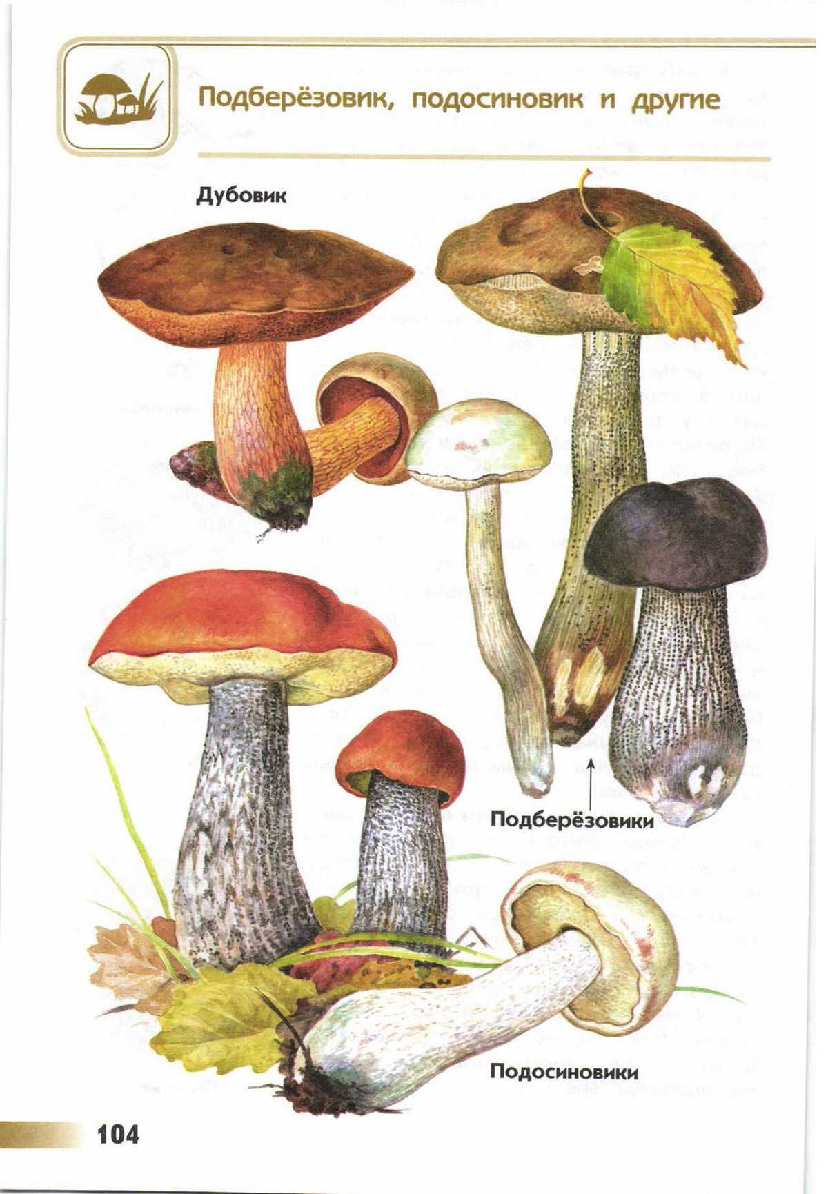 Топ 10 грибов из березовой посадки или леса