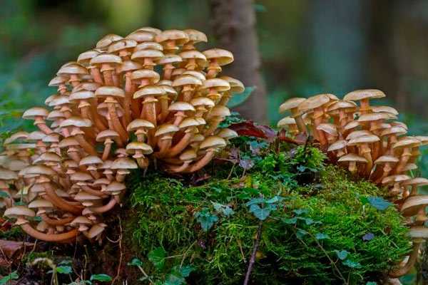 Как выглядят опята - виды, описание гриба, советы по выращиванию опят в домашних условиях (видео и 105 фото)