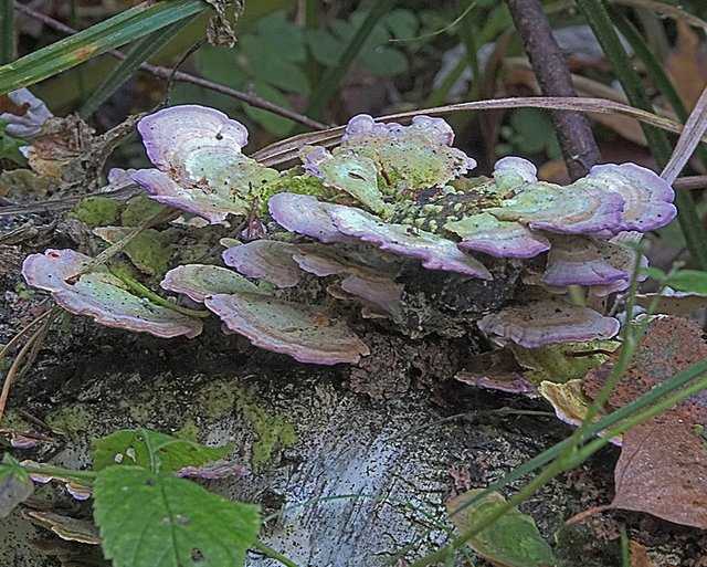 Трихаптум двоякий (trichaptum biforme): как выглядит, где и как растет, съедобный или нет