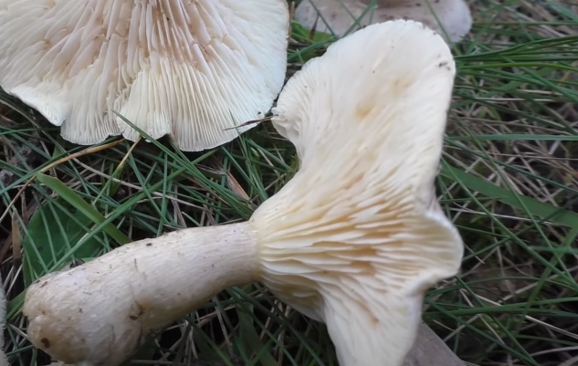 Говорушка подогнутая - описание, где растет, ядовитость гриба