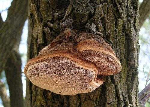 Трутовик щетинистоволосый: как выглядит, где и как растет, какой вред наносит деревьям, с какими грибами можно спутать. Методы борьбы с трутовиками.
