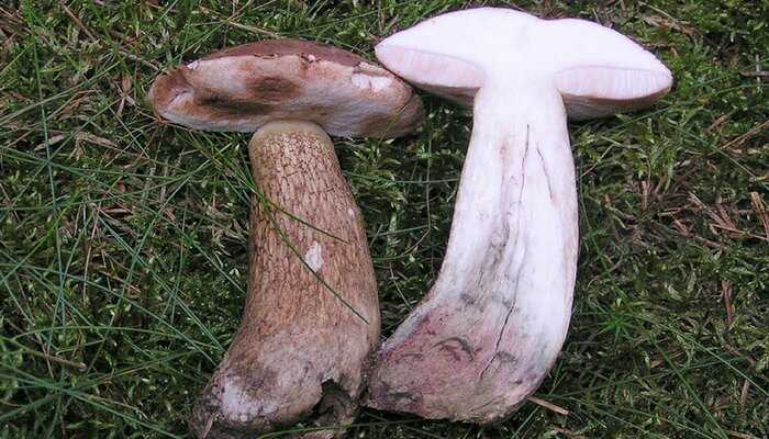 Ложный белый гриб: фото и описание