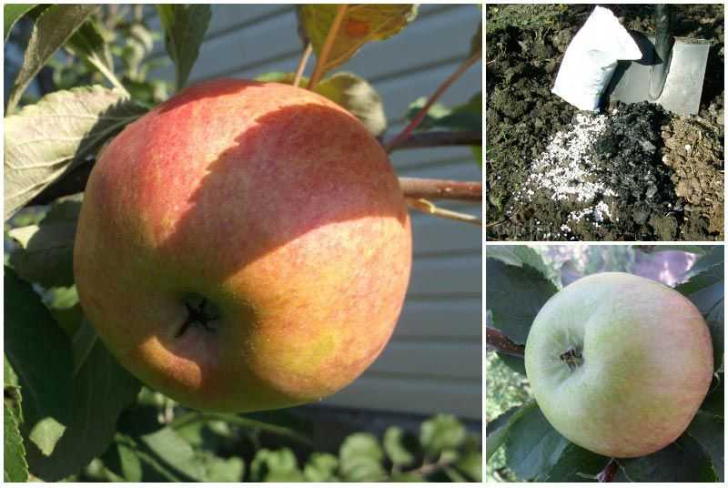 Вкусный сорт яблок «анис». описание и фото разных видов: свердловского, алого, полосатого и других