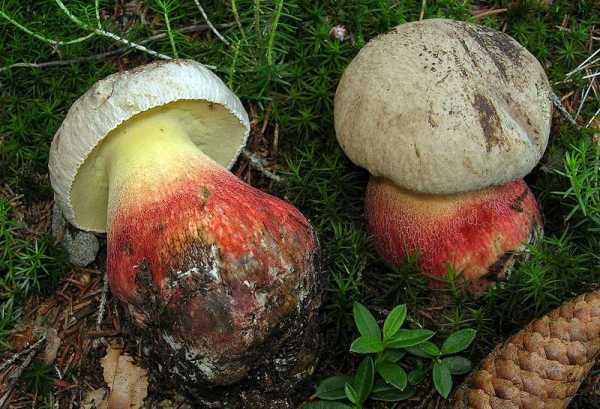 Названия и виды съедобных грибов